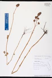 Image result for Cantinoa americana