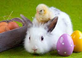 44 Bunny And Chick Easter Wallpaper On Wallpapersafari Kids will love these easter bunny coloring pages, and you'll love that they'll be occupied for a few hours. 44 bunny and chick easter wallpaper
