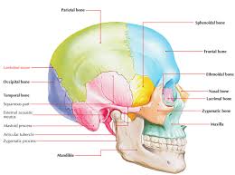 The frontal suture is a fibrous joint that divides the two halves of the frontal bone of the skull in infants and children. Lambdoid Suture Earth S Lab