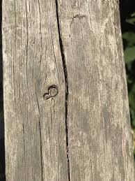 Wooden Pole Texture