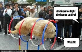 I Has A Hotdog Hoops Funny Dog Pictures Dog Memes Puppy Pictures Pictures Of Dogs Dog Pictures Funny Pictures Of Dogs Dog Memes Puppy Pictures Doge Cheezburger