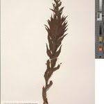 Image result for Brachycorythis velutina