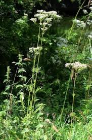 Image result for Valerianaceae