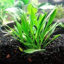 Криптокорина мелкая, криптокорина карликовая, криптокорина парва (cryptocoryne parva). Cryptocoryne Parva