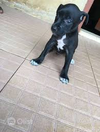Largest pit bull puppies for sale producing the best xl pitbull puppies for sale on earth period. Black Pitbull Puppies For Sale American Pit Bull Terrier Dogs Puppie Price In Ajah Nigeria Olist