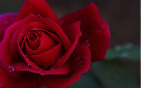 Free download latest flowers hd desktop wallpapers, most popular wide beautiful lotus colorful images in high quality resolutions, red rose photos and pictures pink, white rose, beautiful, lotus, lily, jasmine, daisy, iris, violet. 0 Download Wallpapers Free Beautiful Flowers Wallpaper Beautiful Flower Latest 1920x1200 Wallpaper Teahub Io