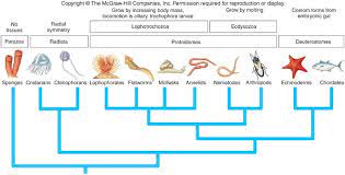 Parasites Can Be Organized Based Upon Their Phylogeny Both The Worm Like Invertebrate Parasites Hemlinths And The Art Arthropods Phylogenetic Tree Annelids
