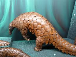 Pangolin, or scaly anteater, is the common name for african and asian armored mammals comprising the order pholidota, characterized by a long and narrow snout, no teeth, a long tongue used to capture ants and termites, short and powerful limbs, a long tail, and a unique covering of large. Giant Pangolin Wikipedia