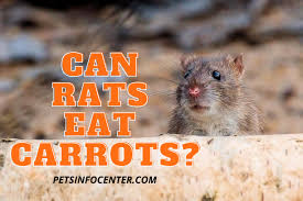 We did not find results for: Can Rats Eat Carrots Pets Info Center