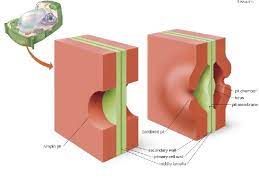 Cell wall a cell wall is a fairly rigid layer surrounding a cell, located external to the cell membrane, which provides the cell with structural. Class I B Sc Botany Sub Plant Anatomy