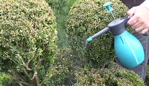Attaque de pyrale du buis : Comment Lutter Au Naturel Contre La Pyrale Du Buis Newsjardintv