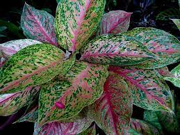 Pin On Plants For The House