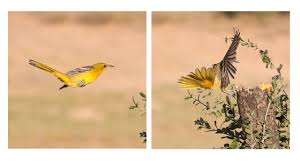Hooded and scott's orioles, meanwhile, will suspend their abodes from palm or yuccas leaves in the southwest and tropics. Female Hooded Oriole Bounding Flight Back Yard Biology