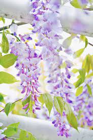 紫藤花by 三共木 photo 154162047 500px flowering vines love garden japanese garden