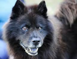 Save a life and rescue an animal! Pet Adoption League Of New York Inc Spca International