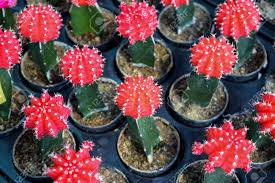Everyone needs a little cactus in their life and this mini cactus planter is perfection at miniature scale. Red Mini Cactus Stock Photo Picture And Royalty Free Image Image 48069243
