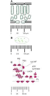 Check spelling or type a new query. Dimensions Of Chloroplasts Within Leaf Cells A Plant Cells Are Download Scientific Diagram