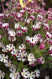 Finally, read the plant tag or description so you give the plant the proper amount of sunlight. 11 Fragrant Night Blooming Flowers Best Flowers That Only Bloom At Night