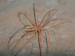 Image result for Pycnosphaera