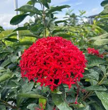 Image result for Ixora praetermissa
