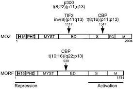 Play jigsaw puzzles for free! Moz And Morf Histone Acetyltransferases Interact With The Runt Domain Transcription Factor Runx2 Oncogene