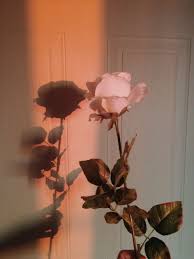 Sunsets Are My Favorite Part Of The Day Flower Aesthetic Aesthetic Wallpapers Pink Aesthetic