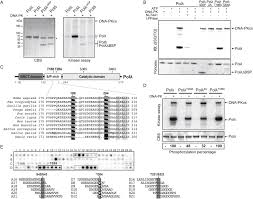 See actions taken by the people who manage and post content. Regulation Of Human Poll By Atm Mediated Phosphorylation During Non Homologous End Joining Sciencedirect