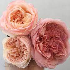 Garden Roses Direct Rose Garden Garden Rose Bouquet Beautiful Flowers