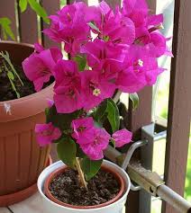 цветущие комнатные комнатные цветы фото и названия и уход за ними Bugenvilliya Foto Cvetka Uhod Za Bugenviliej Lyubimye Cvety Bugenvil Vyrashivanie Cvetov Cvety