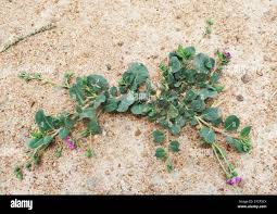 Image result for Corbichonia decumbens