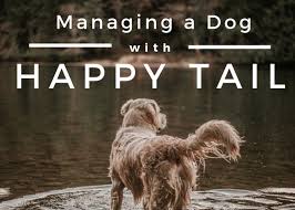 March 13, 2011 1 arndt's happy tails. When Your Dog Injures The Tip Of Its Tail A Simple Homemade Remedy Pethelpful