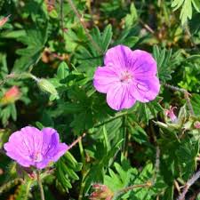 Image result for Geranium