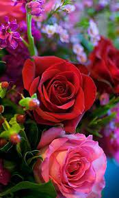 Fotografiya Rose Flower Wallpaper Red Rose Flower Beautiful Rose Flowers