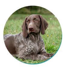 We did not find results for: German Shorthaired Pointer Dog Breeds Breed Information Mad Paws