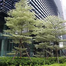 Image result for Terminalia mantaly