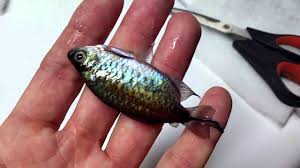 Dead Congo Tetra And Another Warning To Numbskulls Youtube