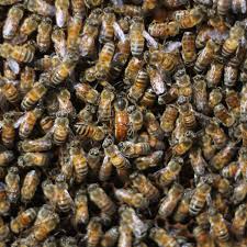 For instance, compute how many ounces or grams a cup of bee pollen, upc: 6 Things You Didn T Know About Queen Bees Beekeeping Like A Girl