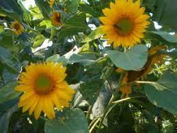 Bunga matahari juga memiliki perilaku khas, yaitu bunganya selalu menghadap / condong ke arah matahari atau heliotropisme. Bunga Matahari Lawan Serangan Disentri Harian Merapi