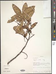 Image result for Agarista salicifolia