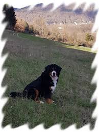 Mischlingswelpen aus ihrer umgebung auf snautz.de kaufen und kostenlos verkaufen. Berner Sennenhund Zwinger Vom Wolkmannsberg Amorbach Bayern Snautz De