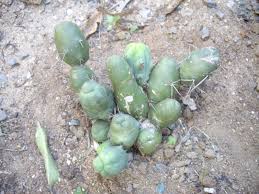 Image result for Erythroxylum platycladum