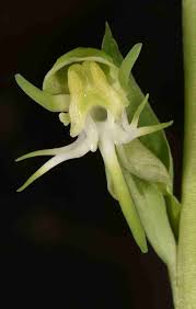 Image result for Habenaria epipactidea