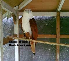 Tak seperti burung peliharaan pada umumya, burung elang sebaiknya tidak ditempatkan di dalam kandang. Kandang Burung Elang Tentang Kolam Kandang Ternak
