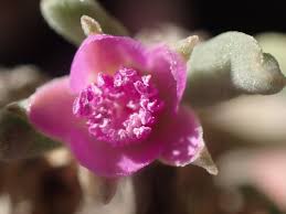 Image result for Sesuvium hydaspicum