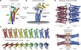 Cell junctions fall into three function groups anchoring junction is a type of cell junction by which a group of cells are joined together into strong structural units by this closes the channels that connect the cell with its neighbours and prevents the exchange of small molecules between two cells. Highlighting Membrane Protein Structure And Function A Celebration Of The Protein Data Bank Journal Of Biological Chemistry