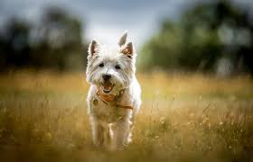 These bright red flowers with dark centers are strikingly beautiful. White Dog Names 175 Heavenly Enchanting Names For White Dogs My Pet S Name