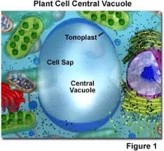 We did not find results for: What Is The Purpose Of A Cell Vacuole Quora