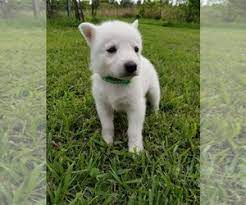 The current median price of german shepherds in texas is $1,750.00. View Ad German Shepherd Dog Litter Of Puppies For Sale Near Texas Conroe Usa Adn 194440