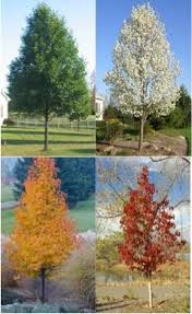 The capital variety is in between, reaching up to 35 feet in height. Chanticleer Pear Tree Ornamental Pear Tree Flowering Pear Tree Garden Trees