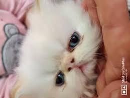 Kedi Gaziantep Fiyatlari Ikinci El Sifir Kiralik Ilanlar